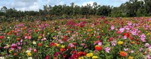 flower garden