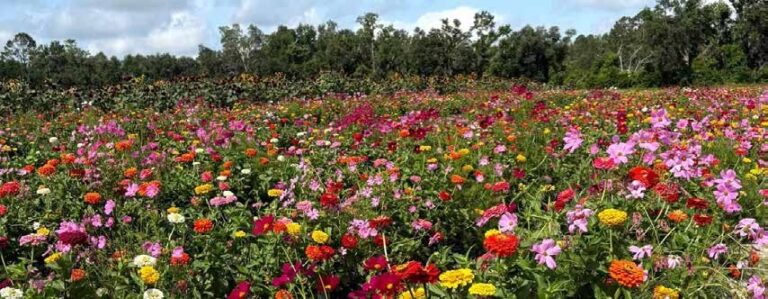 flower garden
