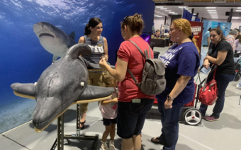 A group of people observing a dolphin at an aquarium exhibit, showing interest and excitement.